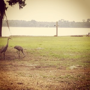 Empty cross with sand cranes. Ashley took this photo at the Florida Christian Writer's Conference in 2015.