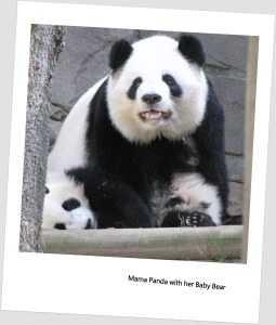 Mama Panda with Baby Bear (Photo by Ashley Jones from Atlanta Zoo)