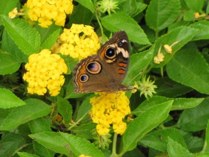 Ashley took this photo of a buckeye butterfly in 2009.