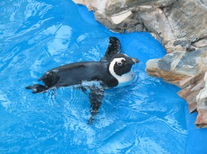 Penguin at the Gulfarium in Florida. (Photo by Ashley Jones 2012)