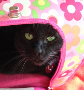 Sue relaxing in her carrier.  (Photo by Ashley Jones.)