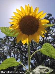 Our volunteer sunflower. (Photo by Ashley Jones, 2015)