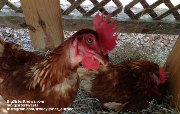 Chicken1_info