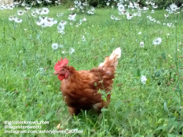 Chicken2_info